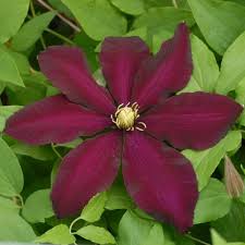 Check spelling or type a new query. Large Flowered Clematis Warsaw Nike 1l Fruttii Shop