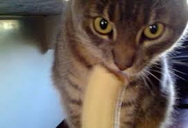 That tag alone is completely overused on reddit but i felt it warranted for this. Cat Tries A Banana For The First Time And Just Can T Hide His True Feelings About It