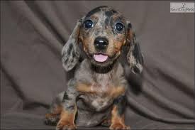 The popularity of the dachshund has waxed and waned over time and with various historical events. Red Dapple Dachshund Puppies Cheap Online