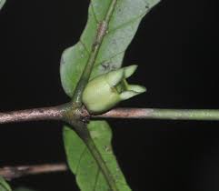 Image result for Belonophora