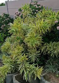 Image result for Rotheca reflexa