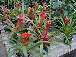 Check spelling or type a new query. Growing A Bromeliad And How To Care For A Bromeliad Plant Dummer Garden Manage Gfingerã¯æœ€ã‚‚ãƒ—ãƒ­ãƒ•ã‚§ãƒƒã‚·ãƒ§ãƒŠãƒ«ãªã‚¬ãƒ¼ãƒ‡ãƒ‹ãƒ³ã‚°appã§ã™