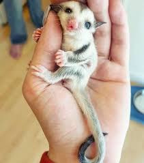 Baby animals are more than just cute and cuddly — they're evolutionary marvels who rely on their adorable looks to survive. Unbekannte Und Seltene Tierbabys Der Kurzkopfgleitbeutler Cuddly Animals Cute Baby Animals Cute Funny Animals
