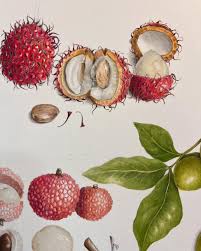 Image result for Sapindaceae