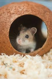 Hamster Shoot Hamster Animal Photography Pets