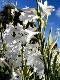 Image result for Watsonia