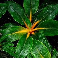 Image result for Chlorophytum stolzii