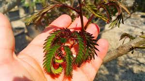 Albizia julibrissin summer chocolate, also known as the purple silk tree, is a beautiful new variety of an old favourite, which has received the rhs award of garden merit in recognition of its desirability and suitability for u.k. Purple Leaf Mimosa Tree Summer Chocolate Albizia Julibrissin Summer Chocolate Fabaceaea Sms Marmara Group