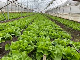 Fetița a fost mușcată în decembrie 2011. In Ferma Baronescu Trufandalele Din Ciclul 2 Asteapta Sa Fie Culese Ziarul Agricol