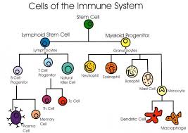 origin and differentiation of immune system cells the human