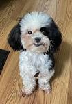 Lhasapoo Dog Breed Information and Pictures