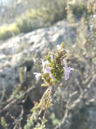 Image result for Satureja