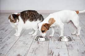 Kann Ich Meinen Katzen Hundefutter Geben Zooplus Katzenmagazin