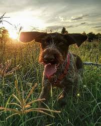 9 Images That Prove The German Wirehaired Pointer Has An Artistic Side American Kennel Club German Wirehaired Pointer Dogs German Shorthaired Pointer