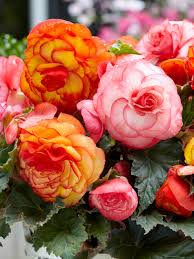 Image result for Begonia