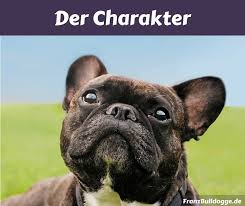 Wir züchten sportliche französische bulldoggen mit mehr nase, längerem rücken und rute. Franzosische Bulldogge Wesen Erklart Franz Bulldogge
