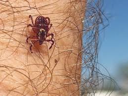 Immunological control of tick vector of kyasanur forest disease (kfd) on cattle and other wild reservoir hosts is one of the possible alternative strategy for reducing the transmission of kfd to man. Timely Treatments Key To Tick Control The Western Producer