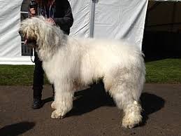 Komondor temperament, personality, training, behavior, pros and cons, advice, and information, by michele welton, dog trainer, behavioral consultant, author of 15 dog books. Komondor Wikipedia