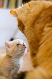 Kitten Ma Mau Me Haz 20 Questions Abouts Life Mom Cat Where Be Yer Father Cute Animals Cute Cats Kittens Cutest