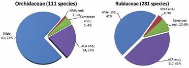 Image result for Tridactyle eggelingii