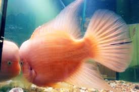 Aquarium Lighting Basics The Case For Led Fixtures