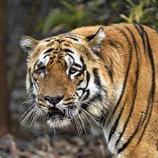 Huge And Intimidating This Massive Tiger Is Waghdoh Scarface The Dominant Male Of The Moharli Range In The Tadoba Wild Cat Species Cat Species Wild Cats