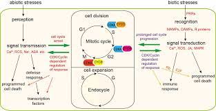 We did not find results for: Frontiers Cell Cycle Regulation In The Plant Response To Stress Plant Science