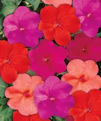 Discount99.us has been visited by 1m+ users in the past month Sun Harmony New Guinea Impatiens