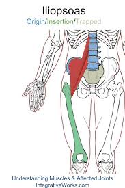 Iliopsoas Complex Functional Anatomy Integrative Works Trigger Points Yoga For Seniors Sports Massage Therapy