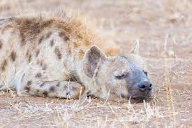 Close Up And Portrait Of A Cute Spotted Hyena Lying Down In The Bush.  Wildlife Safari In Kruger National Park, The Main Travel Destination In  South Africa. Stock Photo, Picture and Royalty