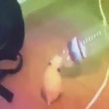 Find funny gifs, cute gifs, reaction gifs and more. Dancing Hamster With A Bottle Counter Strike Source Sprays