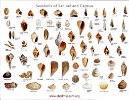 Local Shelling Chart Courtesy Of The West Wind Inn Sea