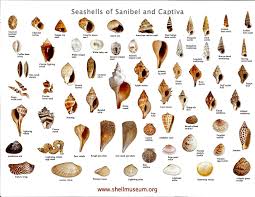 local shelling chart courtesy of the west wind inn sea