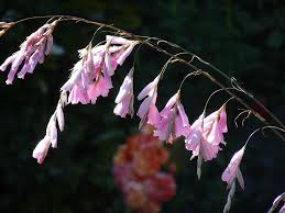 Image result for Dierama formosum/plowesii intermediates