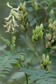 Image result for Astragalus