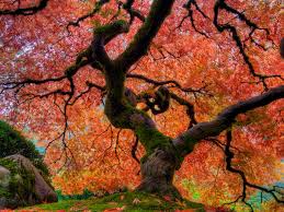 Autumn fantasy maple acer x freemanii autumn fantasy in. Japanese Garden In Autumn Japanese Maple Tree At Portland Desktop Wallpaper Hd For Mobile Phones And Laptops 3840x2400 Wallpapers13 Com
