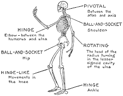 Altogether, the skeleton makes up about 20 percent of a person's body weight. Joints Joints Movement