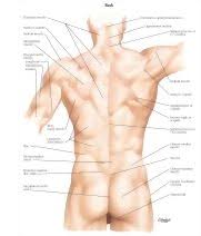 Human anatomy 3rd edition textbook solutions. Back Surface Anatomy