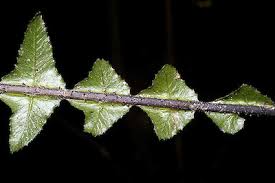 Image result for Nesaea aspera