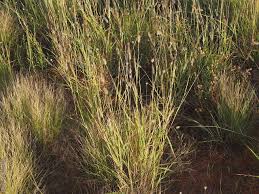 Image result for Dichanthium sericeum
