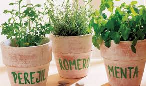 Mientras cocinas, poder cortar un trozo fresco directamente de la planta, lavarlo y suena ideal poder tener plantas aromáticas frescas en casa. Cuales Son Las Hierbas Aromaticas Mas Utilizadas En La Cocina