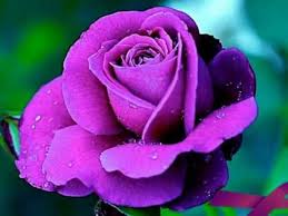 So post your pictures of purple flowers here, and hopefully the group will be a more manageable size, and your photos will get many more this group is for purple flowers only! Purple Flowers Youtube