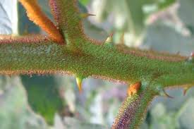 Image result for Solanum chrysotrichum