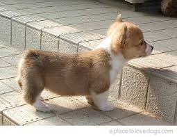 Corgie Cute Animals Baby Corgi Cute Dogs