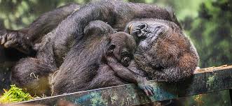 Image result for Ozoroa homblei