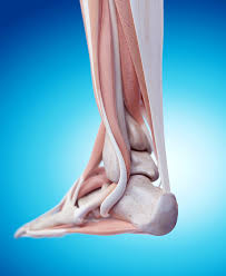 Here are some examples of exercises for you to try. What Role For Eccentric Exercises In Conservative Treatment Of Achilles Tendinopathy Lower Extremity Review Magazine