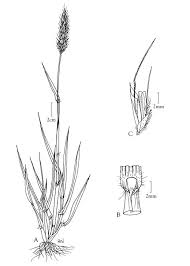 Image result for Anthoxanthum