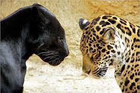 Quelle Est La Difference Entre La Panthere Et Le Leopard Maine Coon And Friends