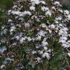 Image result for Vernonanthura polyanthes