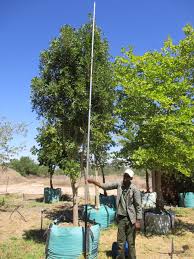 Image result for Ptaeroxylon obliquum